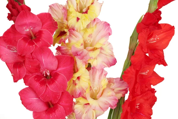 Boeket van mooie kleurrijke gladiolen op witte achtergrond close-up — Stockfoto