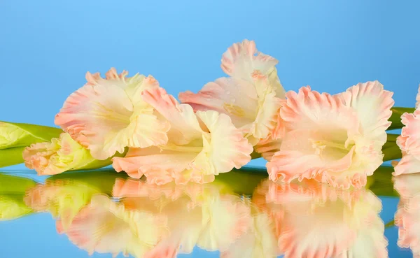 Ramo di gladiolo rosa pallido su sfondo blu primo piano — Foto Stock