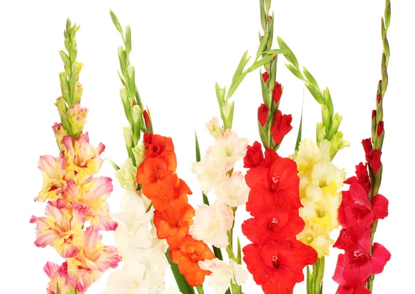 Prachtige kleurrijke gladiolen op witte achtergrond close-up — Stockfoto