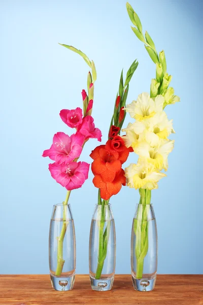 파란색 배경에 유리 꽃병에 아름 다운 gladioli — 스톡 사진