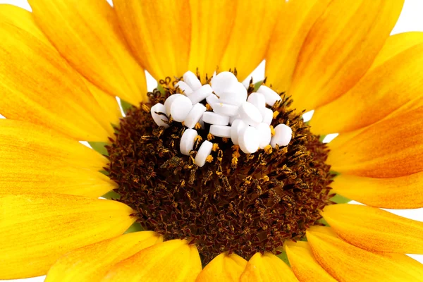 Homeopathic tablets and flower close-up — Stock Photo, Image