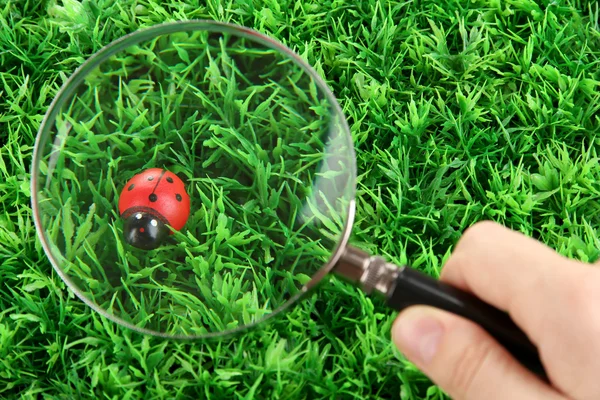 Ladybird and magnifying glass in hand on green grass — Stock Photo, Image