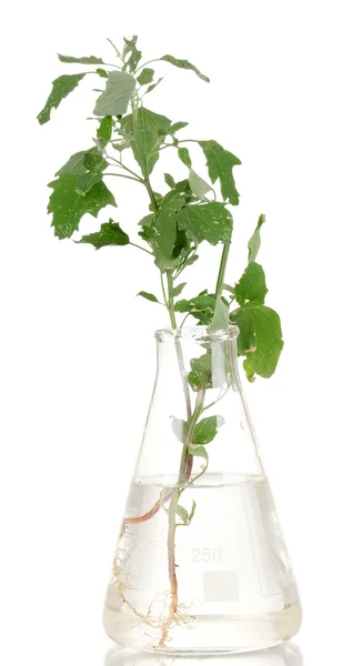 Planta em tubo de ensaio isolado sobre branco — Fotografia de Stock