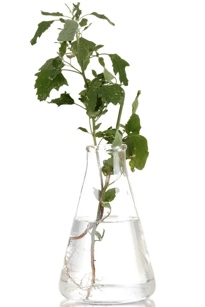 Plant in test-tube isolated on white — Stock Photo, Image