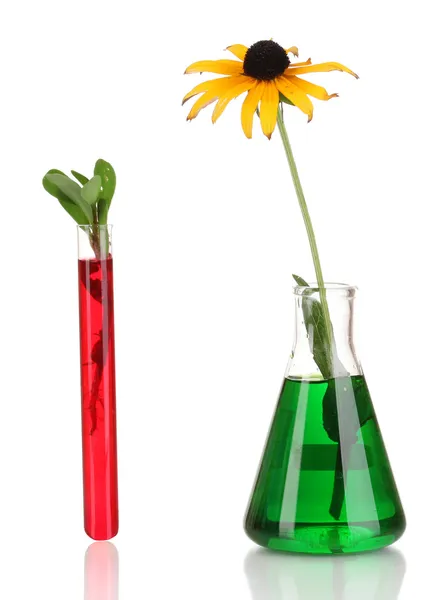 Plant in test-tube in colorful solution isolated on white — Stock Photo, Image