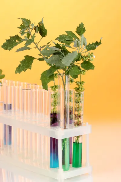 Test-tubes with a colorful solution and the plant on yellow background close-up — Stock Photo, Image