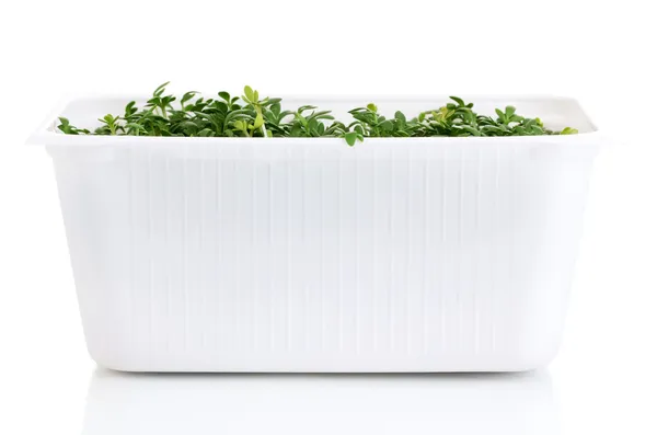 Fresh garden cress in white plastic box isolated on white — Stock Photo, Image