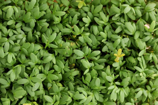 Garten-Kresse Nahaufnahme Hintergrund — Stockfoto