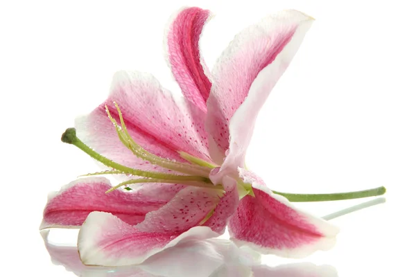 Mooie roze lelie, geïsoleerd op wit — Stockfoto