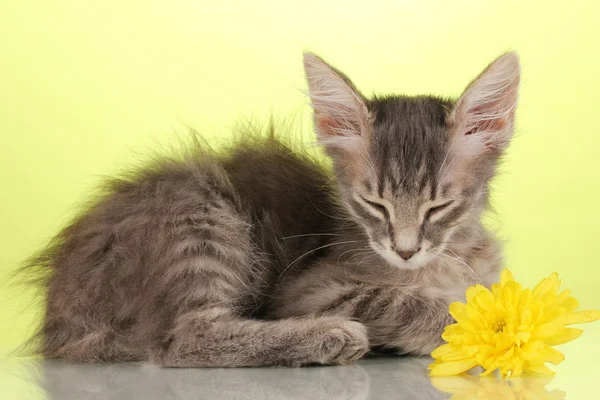 Small gray kitten on green background — Stock Photo, Image