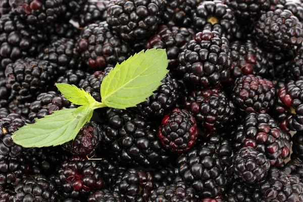 Background of beautiful blackberries with leaves — Stock Photo, Image