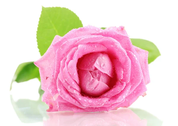 Rose rose avec des gouttes isolées sur blanc — Photo