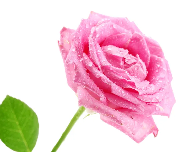 Rosa rosa con gotas aisladas en blanco —  Fotos de Stock