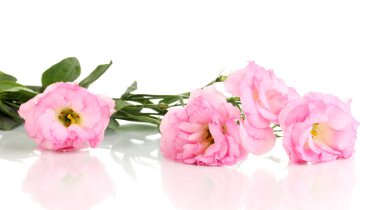 beyaz izole eustoma çiçek, buket