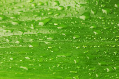 su close-up ile güzel yeşil yaprak düşer