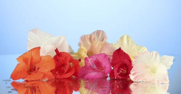 Beautiful buds of colorful gladiolus on blue background close-up — Stock Photo, Image