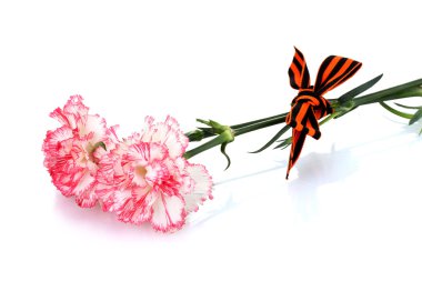 carnations and St. George's ribbon isolated on white clipart