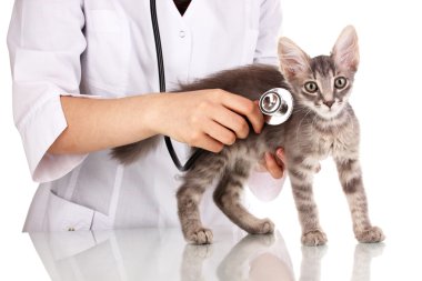 Veteriner üzerinde beyaz izole kedi incelenmesi