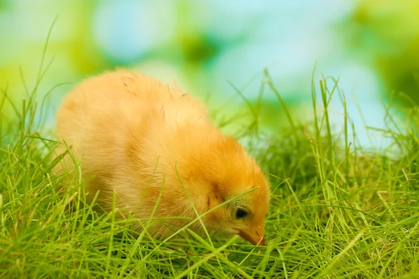 Schönes kleines Huhn auf grünem Gras im Garten — Stockfoto