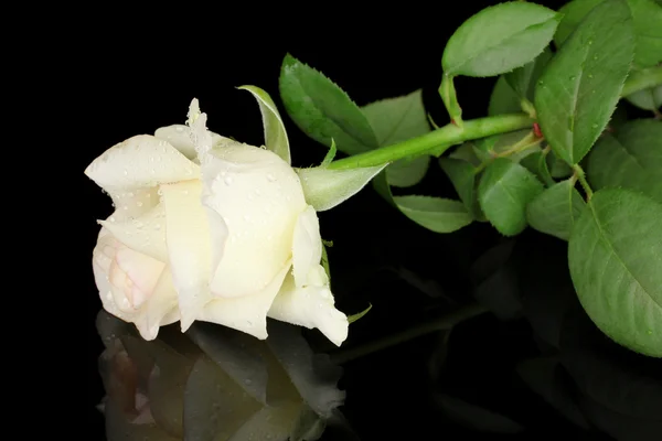 奶油玫瑰隔离在黑色 — 图库照片