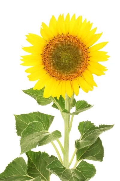 Tournesol isolé sur blanc — Photo