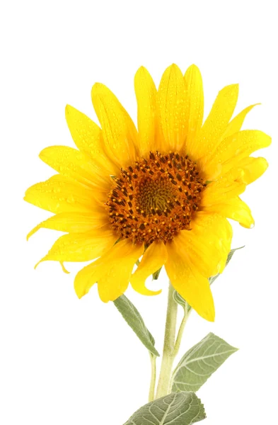 Beautiful sunflower, isolated on white — Stock Photo, Image