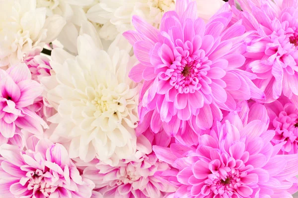 A bouquet of bright chrysanthemums close-up — Stock Photo, Image