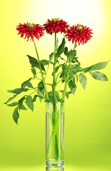 Hermosas dalias rojas en jarrón sobre fondo verde —  Fotos de Stock