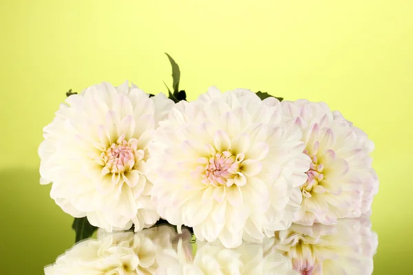 Beautiful white dahlias on green background close-up — Stock Photo, Image