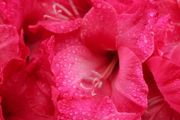 Schöne rosa Gladiolen, aus nächster Nähe — Stockfoto