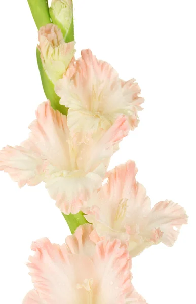 Branch of pale pink gladiolus on white background close-up — Stock Photo, Image