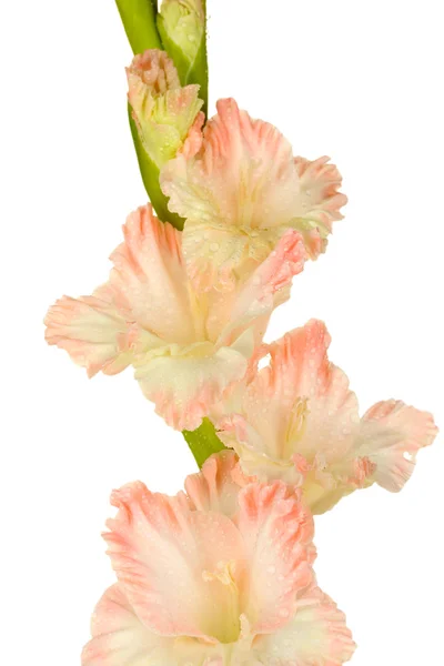 Branch of pale pink gladiolus on white background close-up — Stock Photo, Image