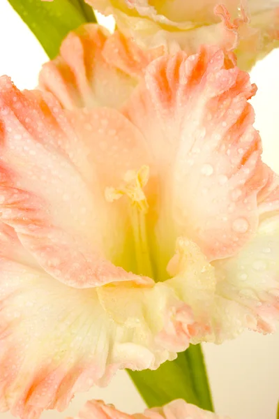 Zweig blassrosa Gladiolen auf weißem Hintergrund Nahaufnahme — Stockfoto