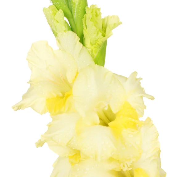 Gren av gula gladiolus på vit bakgrund närbild — Stockfoto