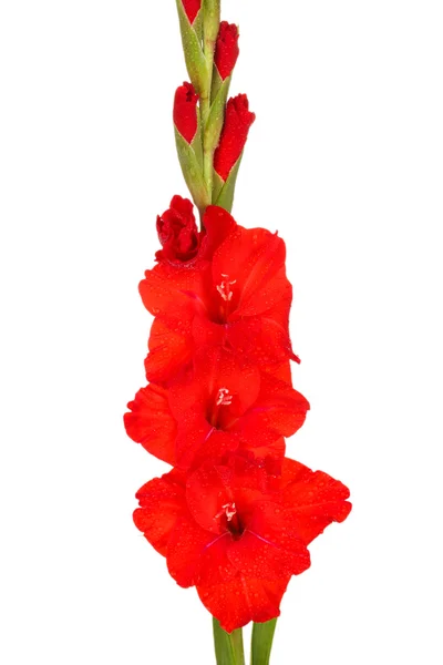 Tak van rode gladiolen op witte achtergrond close-up — Stockfoto