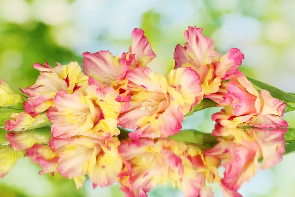 Ramo de gladiolus amarelo-rosa no fundo verde close-up — Fotografia de Stock