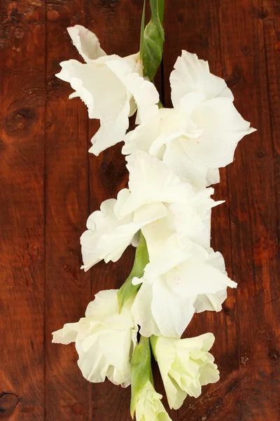 Rama de gladiolo blanco sobre fondo de madera de cerca — Foto de Stock