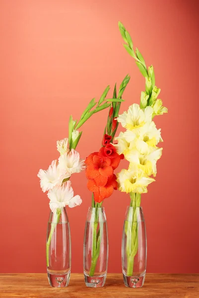 Gladioli bonita em vaso de vidro no fundo vermelho — Fotografia de Stock