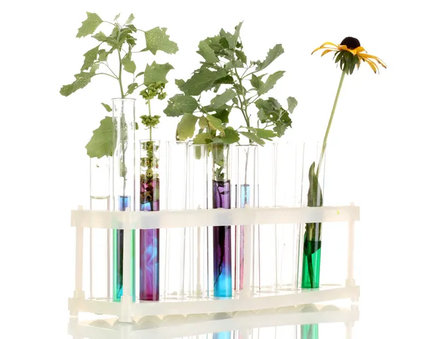 Test-tubes with a colorful solution and the plant isolated on white backgro — Stock Photo, Image