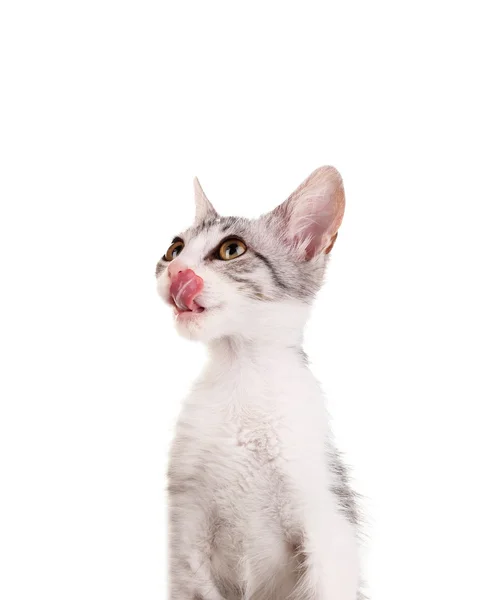 白で隔離される小さなグレーの子猫 — ストック写真