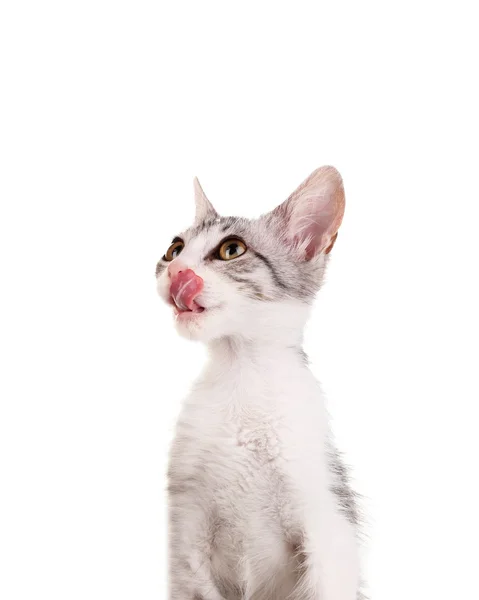 Pequenos gatinhos cinzentos isolados em branco — Fotografia de Stock