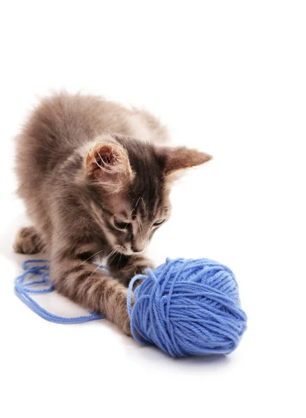 Petit chaton gris jouer avec le fil pour tricoter isolé sur blanc — Photo