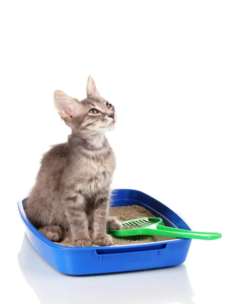 Gatinho cinzento pequeno em gato de areia de plástico azul isolado em branco — Fotografia de Stock