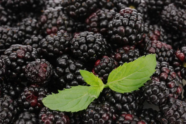 Bakgrund av vackra björnbär med blad — Stockfoto