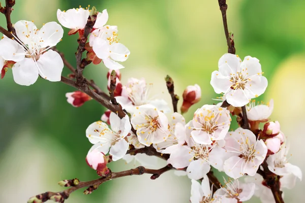 緑色の背景で美しいアンズの花 — ストック写真