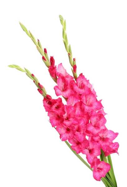 Krásnou kytici růžových gladioluses, izolované na bílém — Stock fotografie