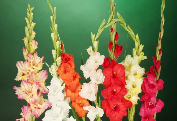 Prachtige kleurrijke gladiolen op groene achtergrond close-up — Stockfoto