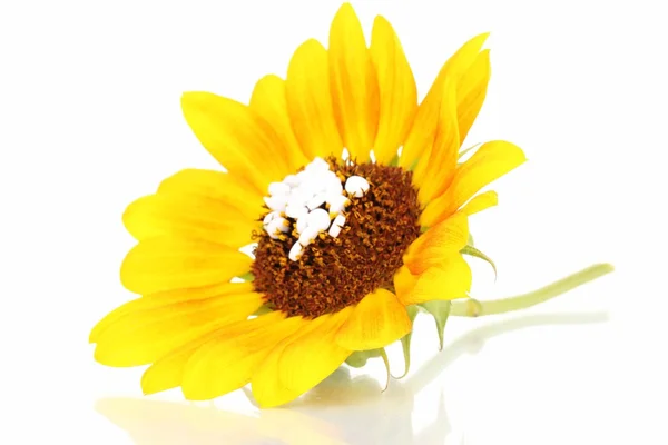 Homeopatik Tablet ve üzerinde beyaz izole çiçek — Stok fotoğraf