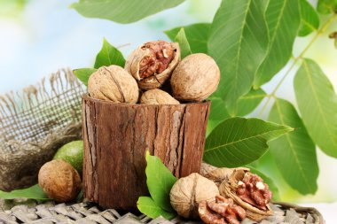 bahçede yeşil zemin üzerine yeşil yaprakları ile ceviz