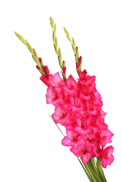 Hermoso ramo de gladiolos rosados, aislado en blanco — Foto de Stock